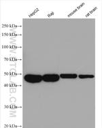 FAM98B Antibody in Western Blot (WB)