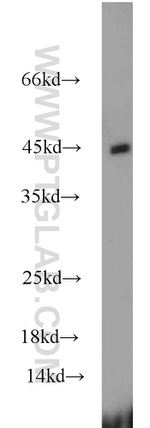 FAM98B Antibody in Western Blot (WB)