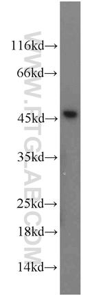 FAM98B Antibody in Western Blot (WB)