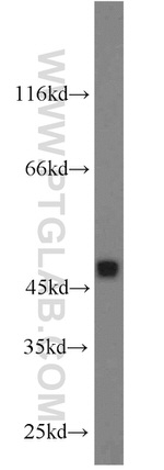 FAM98B Antibody in Western Blot (WB)