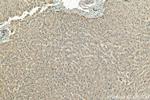 APOC3 Antibody in Immunohistochemistry (Paraffin) (IHC (P))