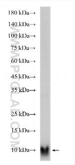 APOC3 Antibody in Western Blot (WB)