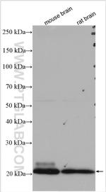 VAMP7/TI-VAMP Antibody in Western Blot (WB)