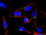 Giantin Antibody in Immunocytochemistry (ICC/IF)