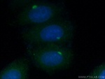Giantin Antibody in Immunocytochemistry (ICC/IF)