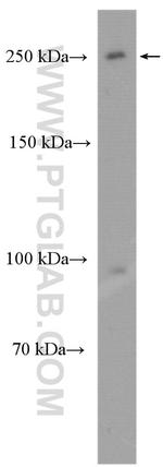 MDC1 Antibody in Western Blot (WB)