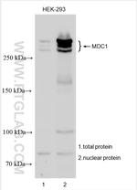 MDC1 Antibody in Western Blot (WB)