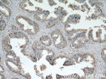 CALML6 Antibody in Immunohistochemistry (Paraffin) (IHC (P))