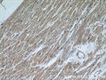 CALML6 Antibody in Immunohistochemistry (Paraffin) (IHC (P))