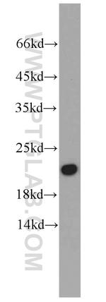 CALML6 Antibody in Western Blot (WB)