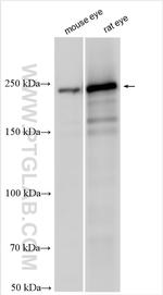 MYH13 Antibody in Western Blot (WB)