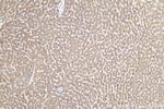 MYH15 Antibody in Immunohistochemistry (Paraffin) (IHC (P))