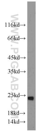 SAR1A Antibody in Western Blot (WB)