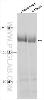 MYH7B Antibody in Western Blot (WB)