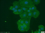 CCL27 Antibody in Immunocytochemistry (ICC/IF)