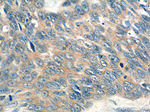 CCL27 Antibody in Immunohistochemistry (Paraffin) (IHC (P))