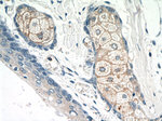 CCL27 Antibody in Immunohistochemistry (Paraffin) (IHC (P))