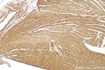 COL6A6 Antibody in Immunohistochemistry (Paraffin) (IHC (P))