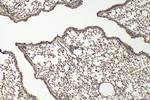 COL6A6 Antibody in Immunohistochemistry (Paraffin) (IHC (P))