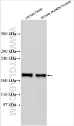 COL6A6 Antibody in Western Blot (WB)