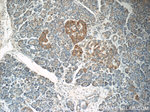 CCL18/MIP-4 Antibody in Immunohistochemistry (Paraffin) (IHC (P))