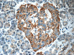 CCL18/MIP-4 Antibody in Immunohistochemistry (Paraffin) (IHC (P))