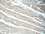 CCL18/MIP-4 Antibody in Immunohistochemistry (Paraffin) (IHC (P))