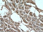 CCL18/MIP-4 Antibody in Immunohistochemistry (Paraffin) (IHC (P))