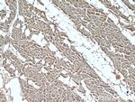 CCL18/MIP-4 Antibody in Immunohistochemistry (Paraffin) (IHC (P))