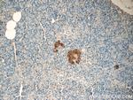Amylin Antibody in Immunohistochemistry (Paraffin) (IHC (P))