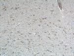 NPVF Antibody in Immunohistochemistry (Paraffin) (IHC (P))