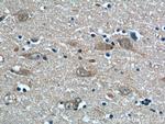 NPVF Antibody in Immunohistochemistry (Paraffin) (IHC (P))