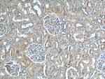NPVF Antibody in Immunohistochemistry (Paraffin) (IHC (P))