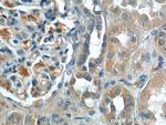NPVF Antibody in Immunohistochemistry (Paraffin) (IHC (P))