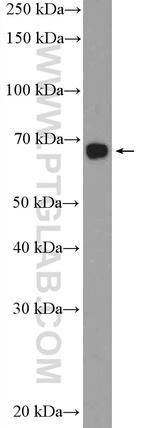 PBX2 Antibody in Western Blot (WB)