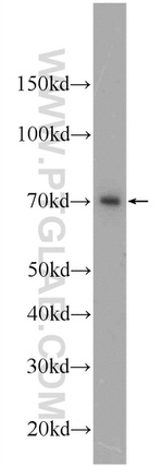PBX4 Antibody in Western Blot (WB)