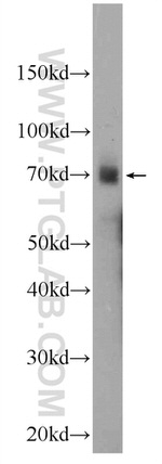 PBX4 Antibody in Western Blot (WB)