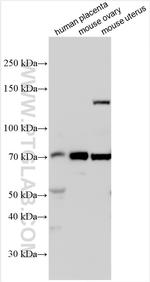OVGP1 Antibody in Western Blot (WB)