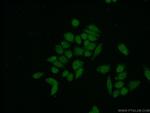 USF1 Antibody in Immunocytochemistry (ICC/IF)