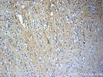 TACR3 Antibody in Immunohistochemistry (Paraffin) (IHC (P))