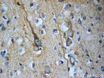 TACR3 Antibody in Immunohistochemistry (Paraffin) (IHC (P))