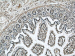 RCC1 Antibody in Immunohistochemistry (Paraffin) (IHC (P))