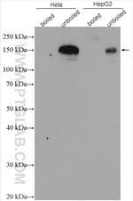 P glycoprotein Antibody in Western Blot (WB)