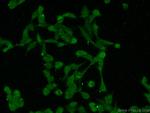 USP11 Antibody in Immunocytochemistry (ICC/IF)