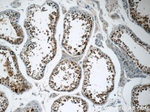 USP11 Antibody in Immunohistochemistry (Paraffin) (IHC (P))