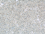 USP11 Antibody in Immunohistochemistry (Paraffin) (IHC (P))