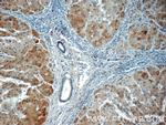 USP11 Antibody in Immunohistochemistry (Paraffin) (IHC (P))