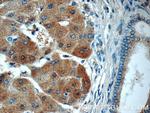 USP11 Antibody in Immunohistochemistry (Paraffin) (IHC (P))