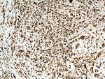 USP11 Antibody in Immunohistochemistry (Paraffin) (IHC (P))