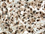 USP11 Antibody in Immunohistochemistry (Paraffin) (IHC (P))